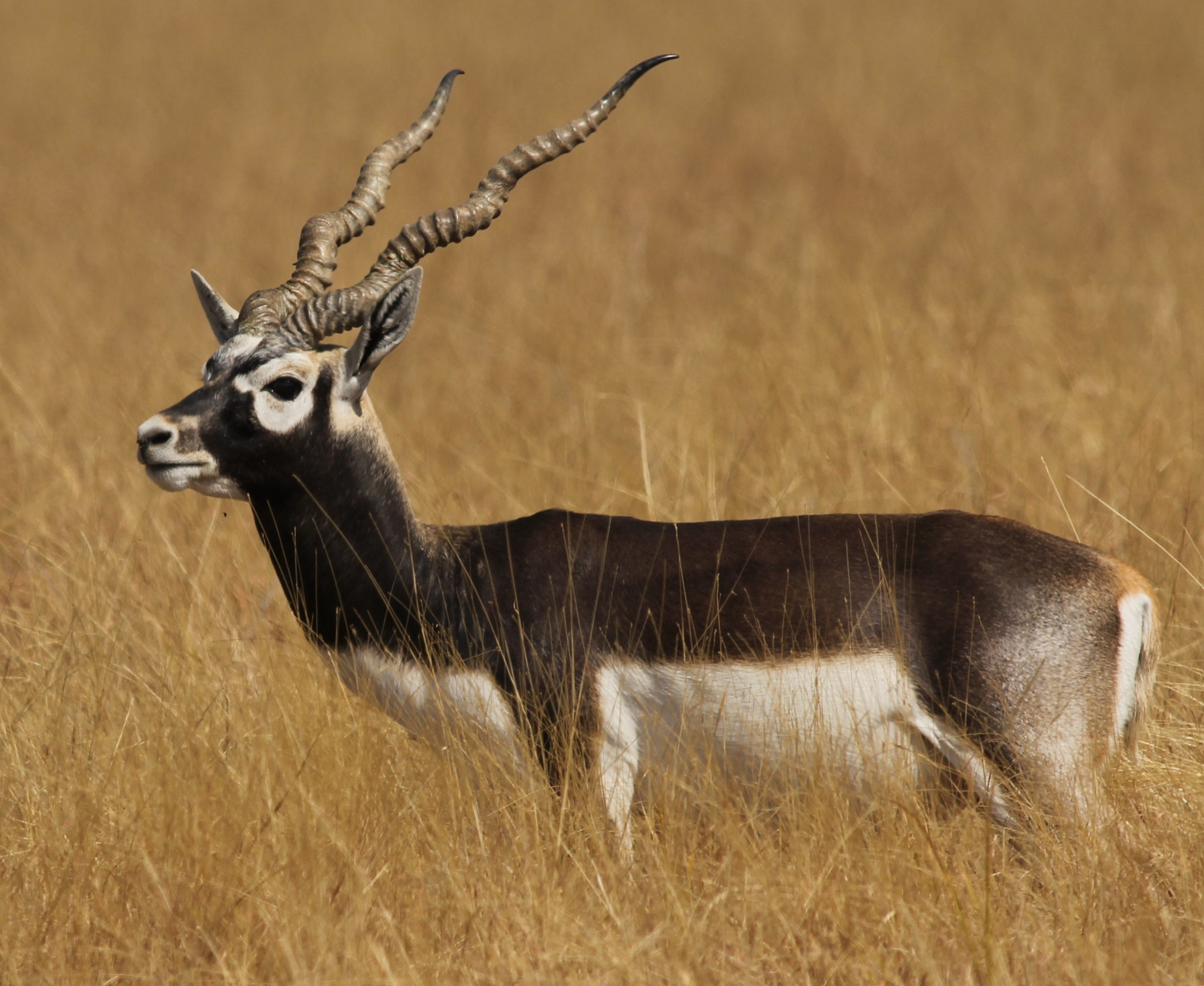 Canon EOS 60D + Canon EF 400mm F5.6L USM sample photo. Blackbug photography