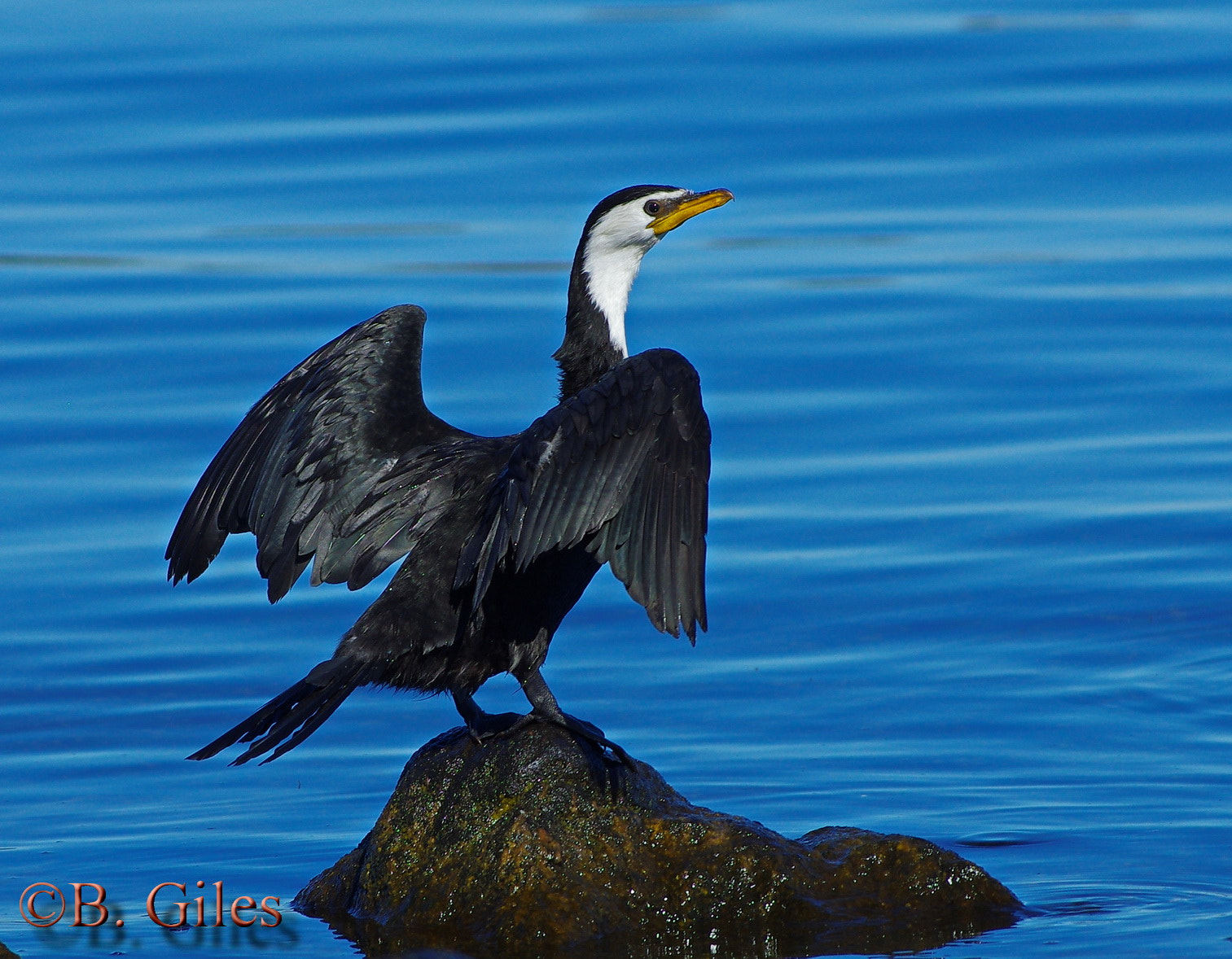 Pentax K-5 IIs sample photo. Little shag n.z. photography