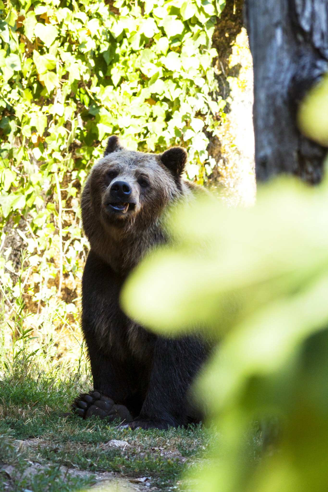 Canon EOS 50D + Canon EF 400mm F5.6L USM sample photo. Orso bruno photography