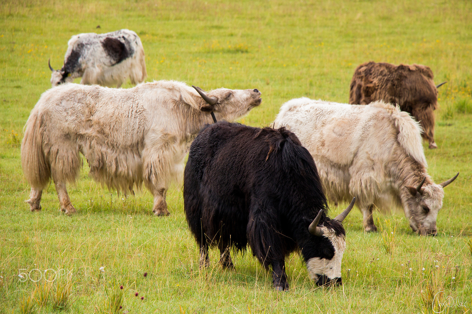Canon EOS 650D (EOS Rebel T4i / EOS Kiss X6i) sample photo. Yaks photography