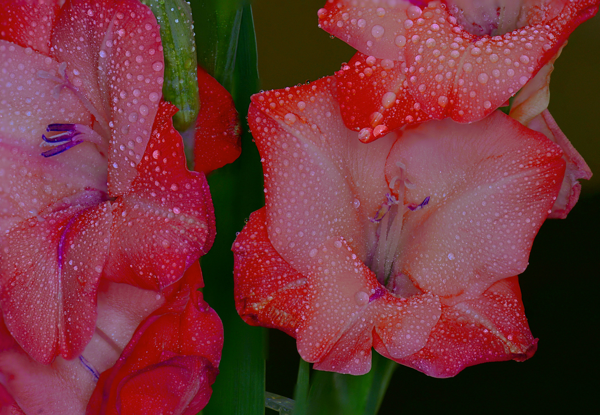 AF Zoom-Nikkor 28-100mm f/3.5-5.6G sample photo. Globules photography