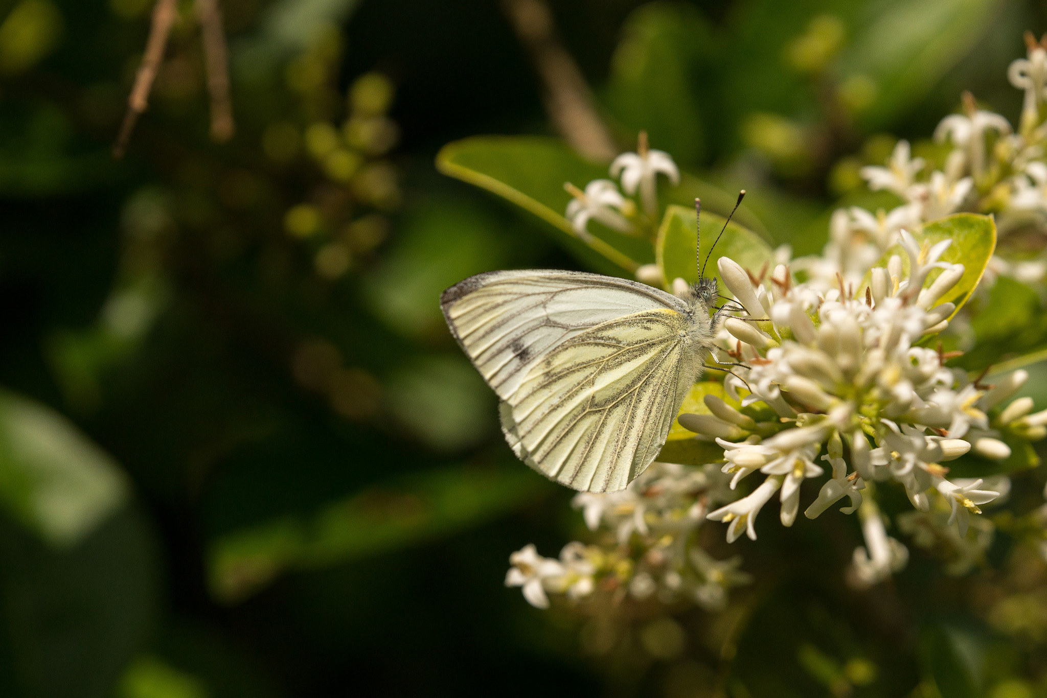 Sony a99 II sample photo. Butterfly photography