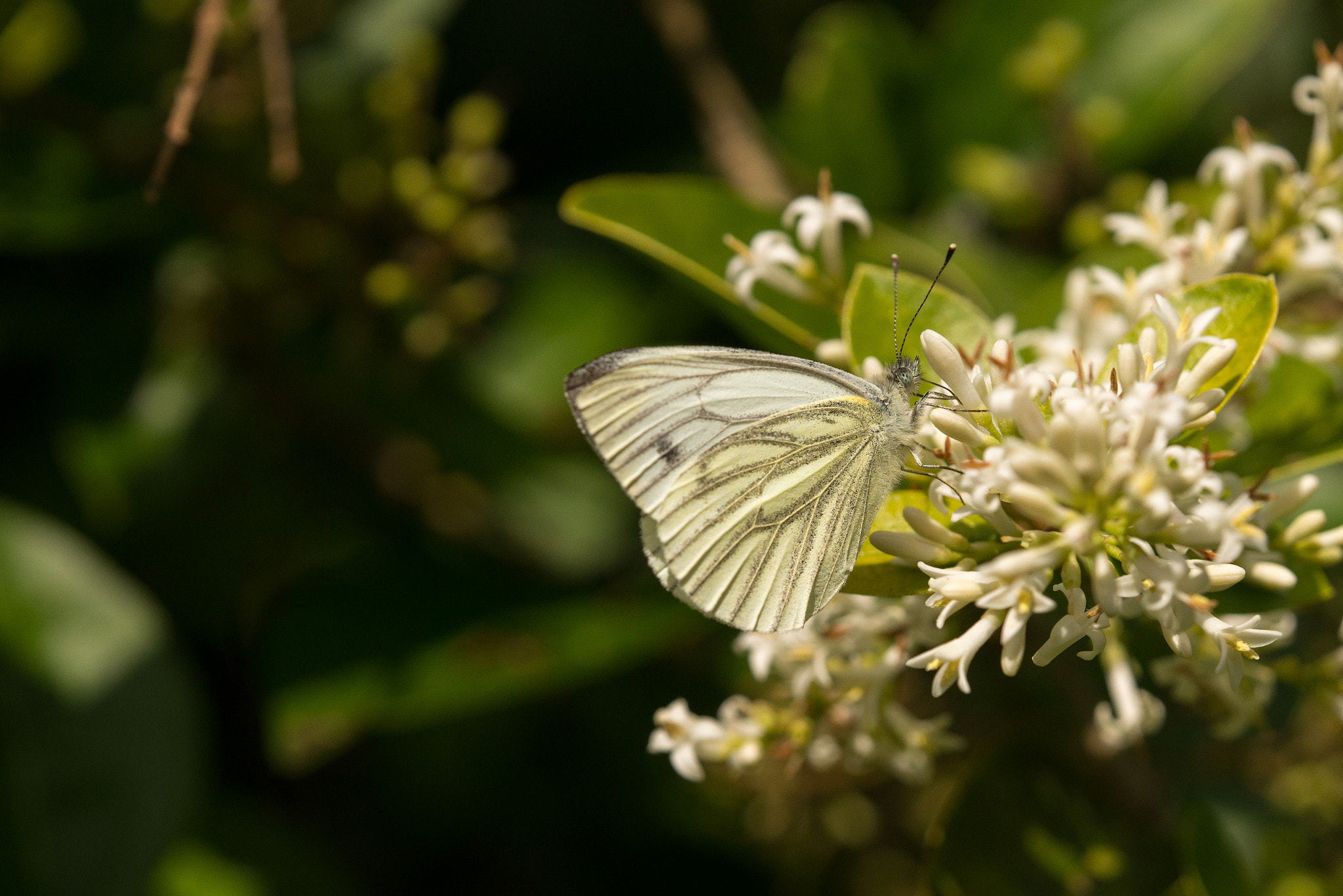 Tamron SP AF 180mm F3.5 Di LD (IF) Macro sample photo. Butterfly photography