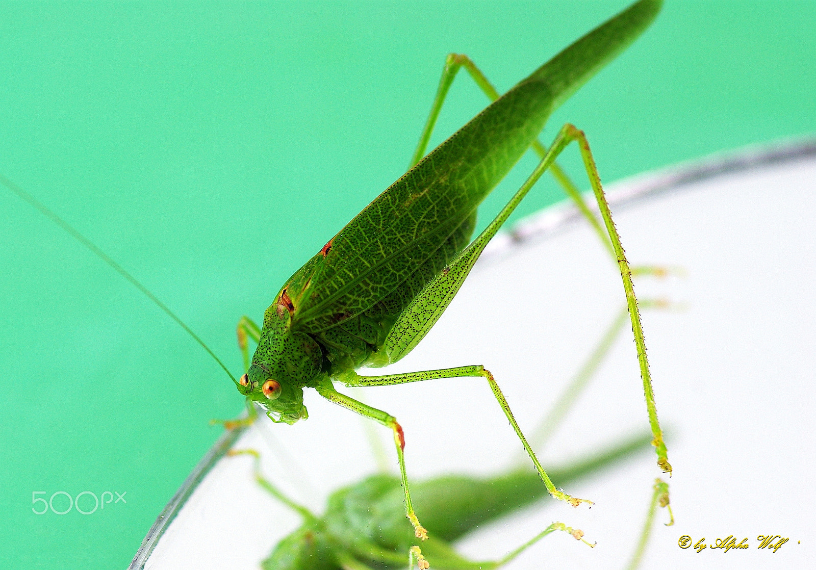 Pentax smc D-FA 100mm F2.8 Macro WR sample photo. Grasshopper photography