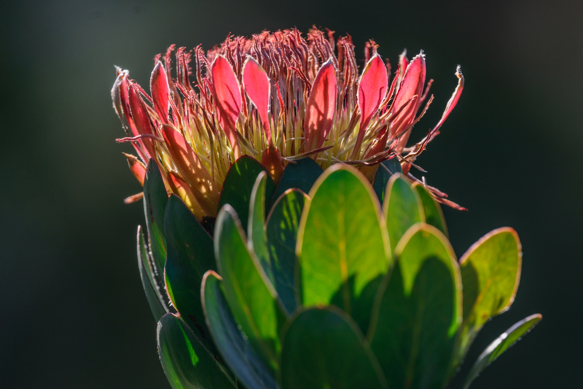 Nikon Nikkor AF-S 300mm F4E PF ED VR sample photo. Protea photography