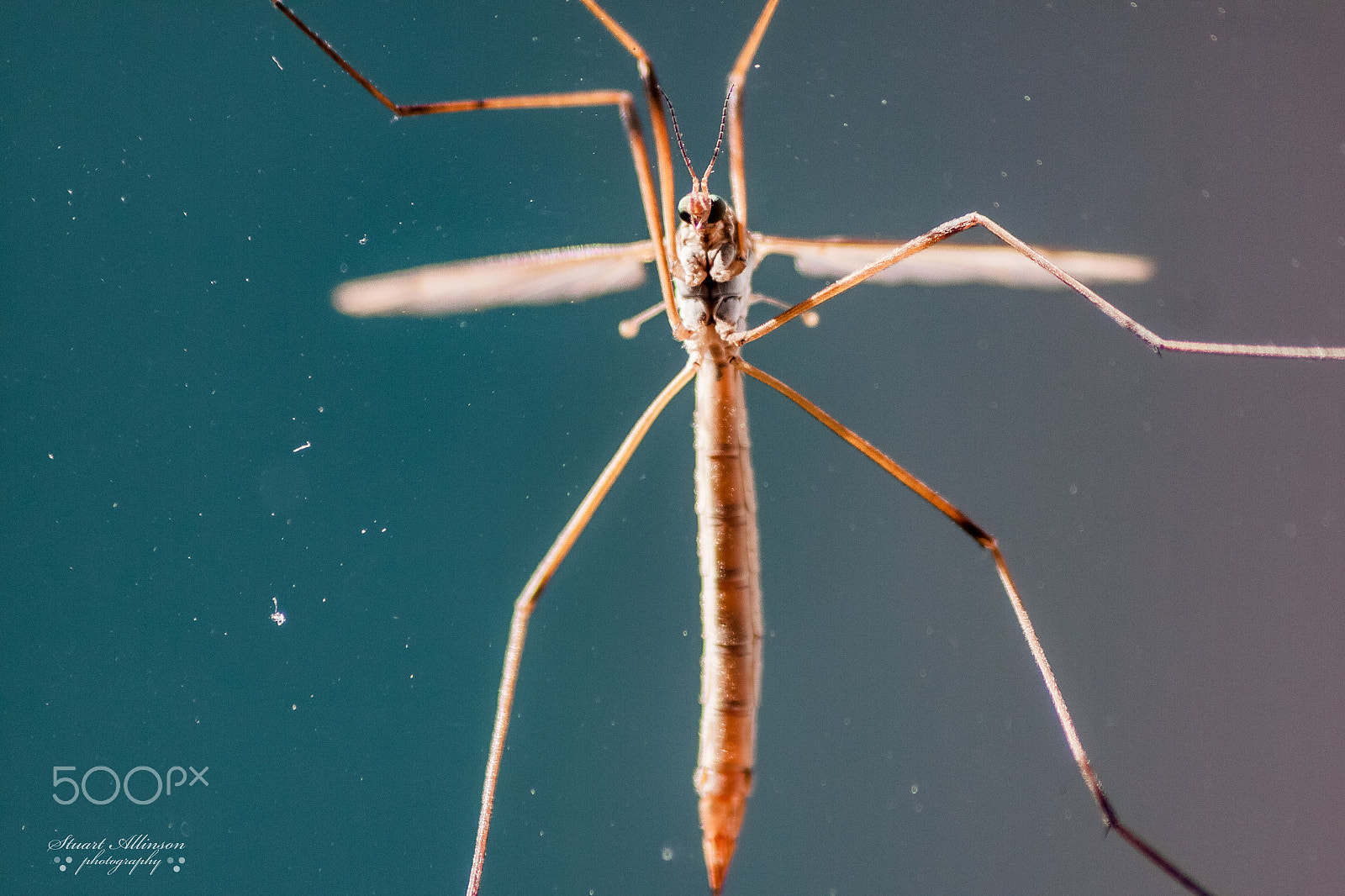Sigma 70-300mm F4-5.6 APO DG Macro sample photo. Crane fly photography