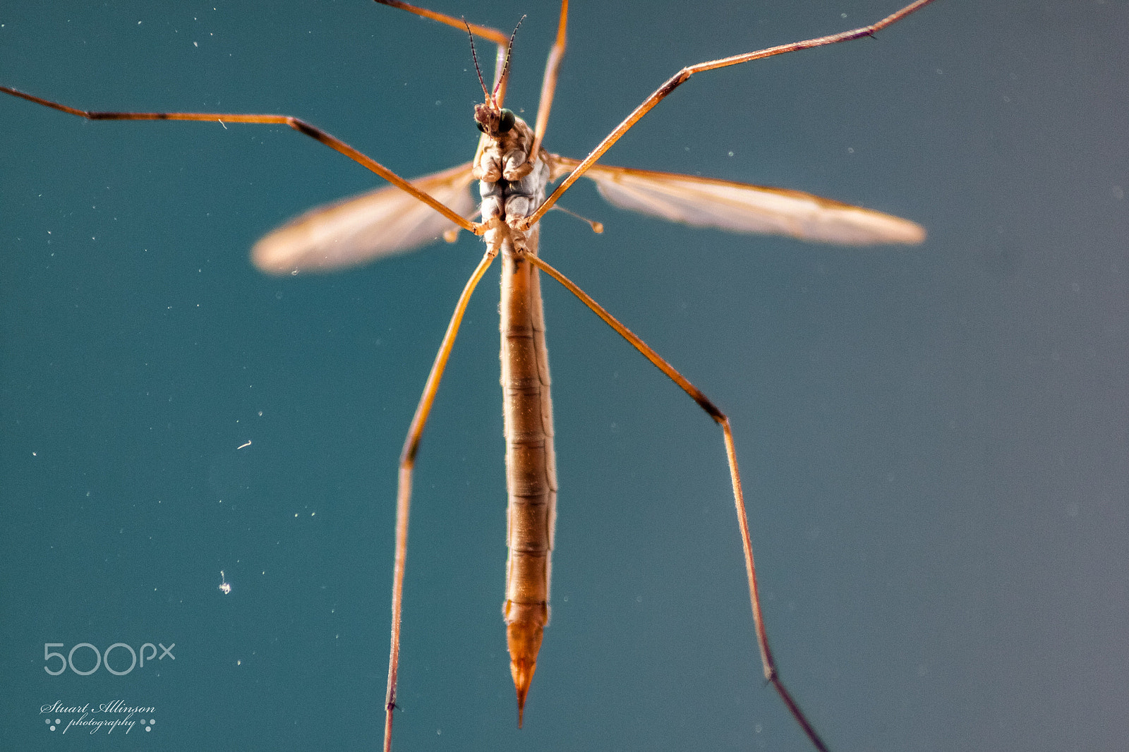 Sigma 70-300mm F4-5.6 APO DG Macro sample photo. Crane fly photography