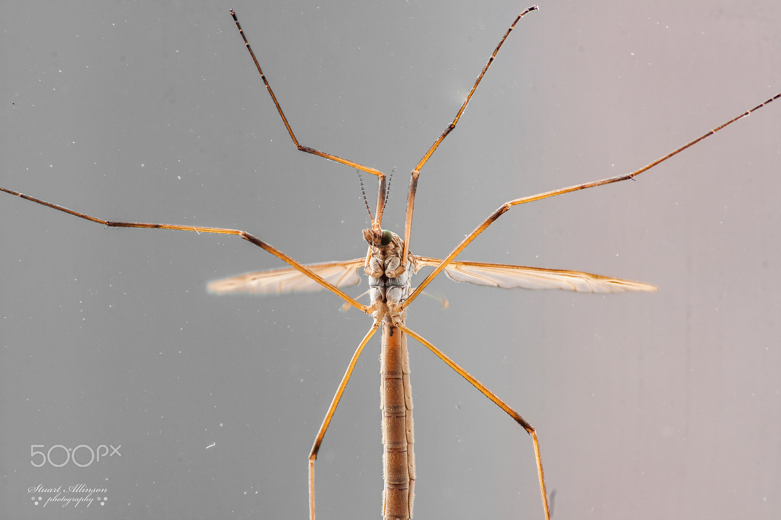 Sigma 70-300mm F4-5.6 APO DG Macro sample photo. Crane fly photography