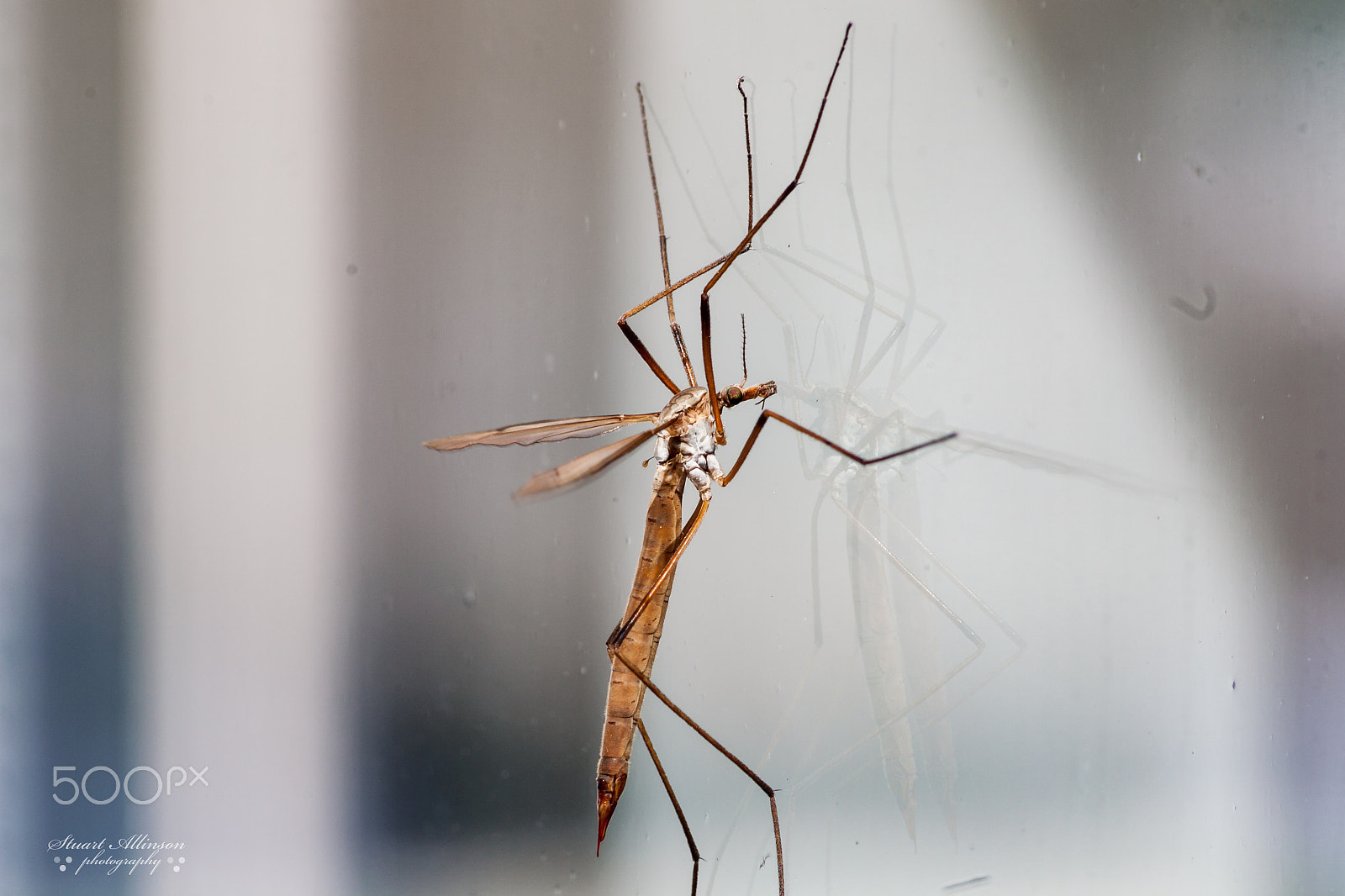 Sigma 70-300mm F4-5.6 APO DG Macro sample photo. Crane fly photography