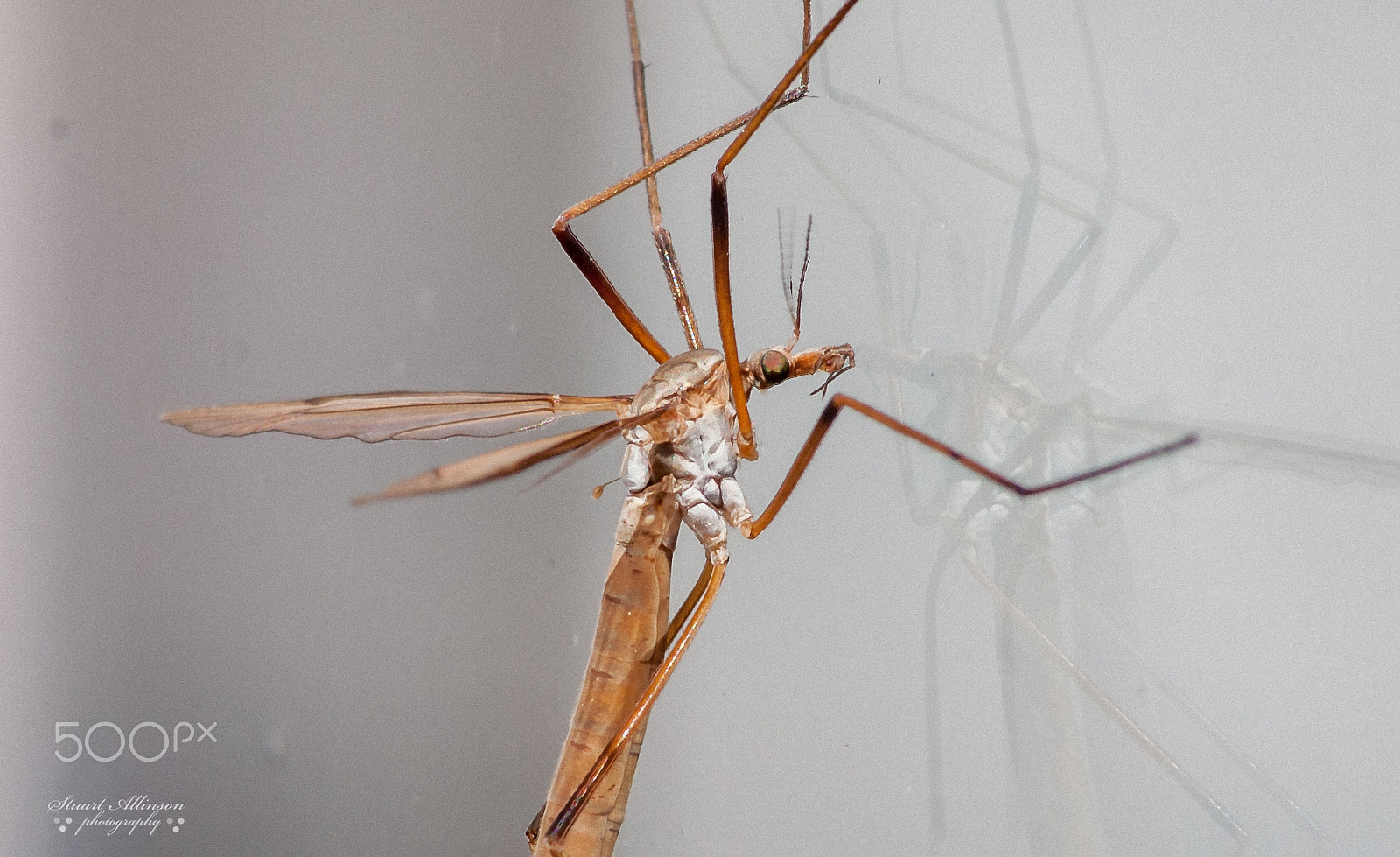 Sigma 70-300mm F4-5.6 APO DG Macro sample photo. Crane fly photography