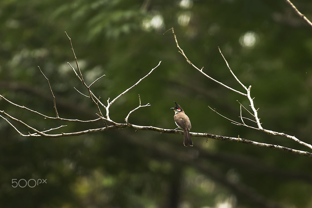 Nikon D80 sample photo. Bulbul photography