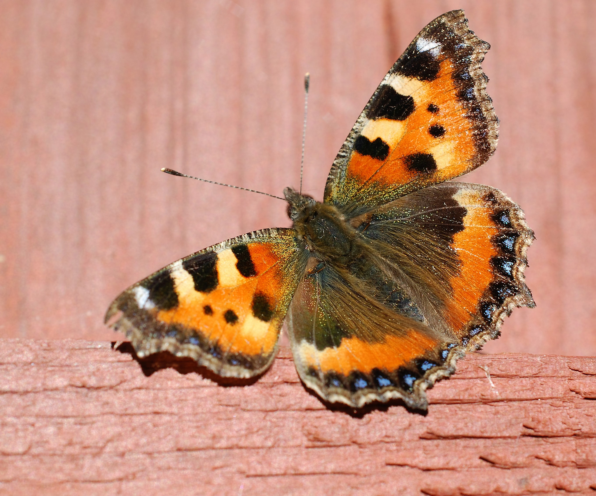 Nikon AF-S DX Micro Nikkor 40mm F2.8 sample photo. Small tortoiseshell butterfly photography