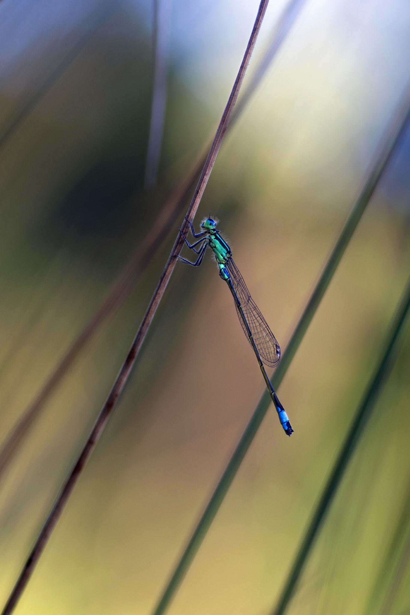 Pentax smc D-FA 100mm F2.8 Macro WR sample photo. Ischnura elegans photography