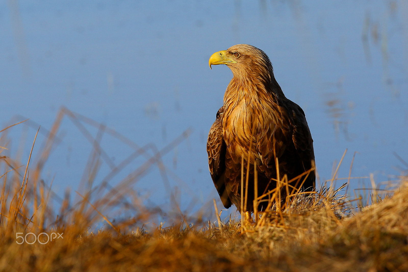 Canon EF 400mm F2.8L IS USM sample photo. Add male sea eagle photography