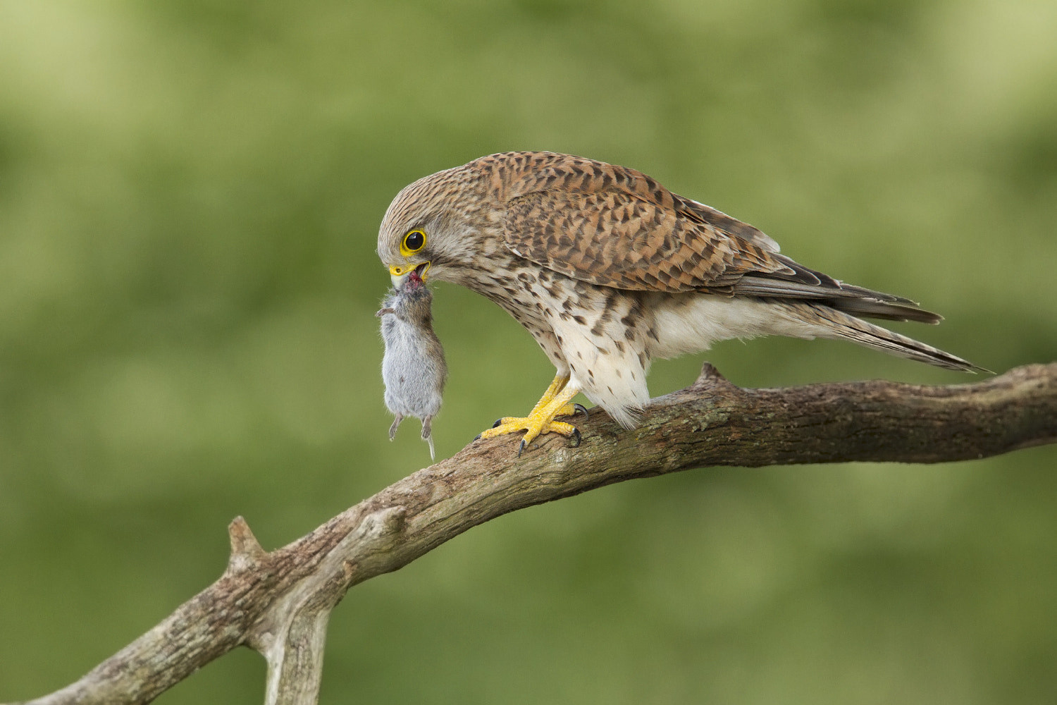 Canon EF 300mm F2.8L IS II USM sample photo. Feeding time photography