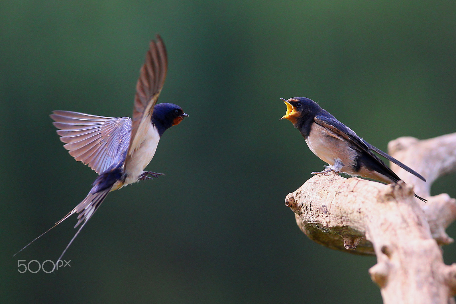 Canon EF 300mm F2.8L IS USM sample photo. Swallow photography