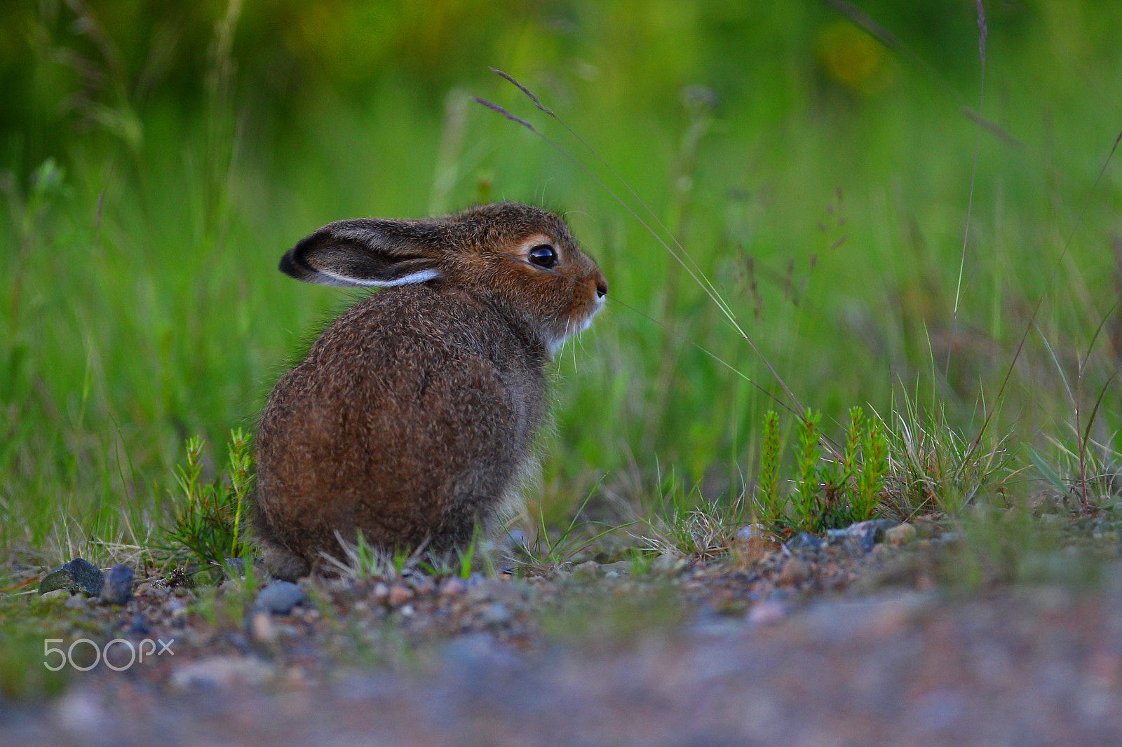Canon EF 300mm F2.8L IS USM sample photo. Baby hare photography