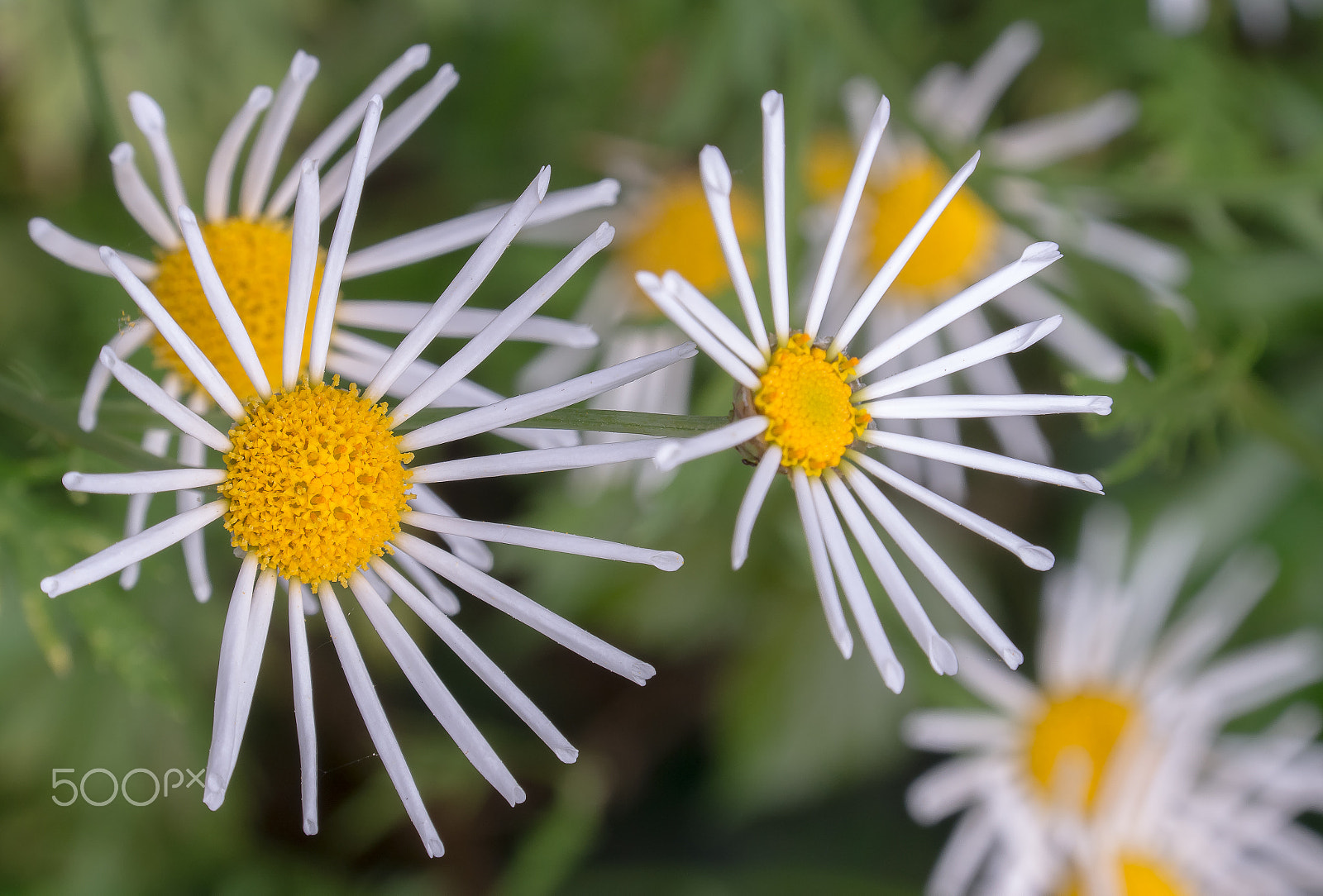 Samsung NX 18-200mm F3.5-6.3 ED OIS sample photo. White flowers in the garden photography