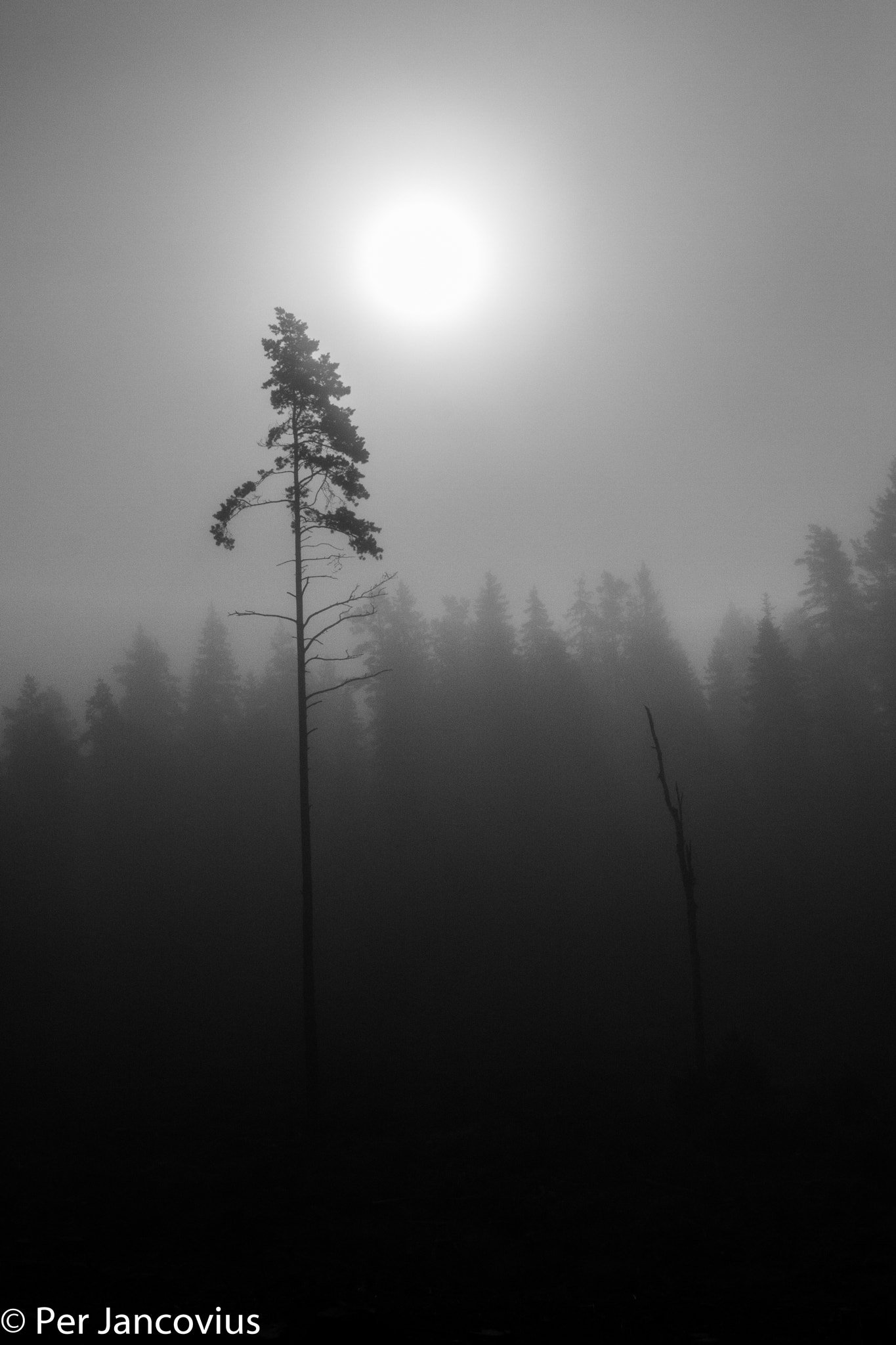 Canon EOS 40D sample photo. Simplicity (bnw) photography