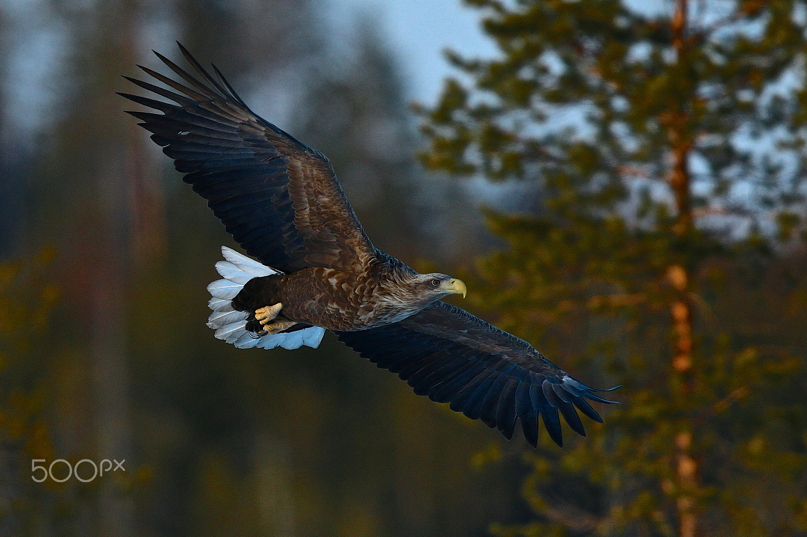 Canon EOS-1D X + Canon EF 400mm F2.8L IS II USM sample photo. Female sea eagle photography