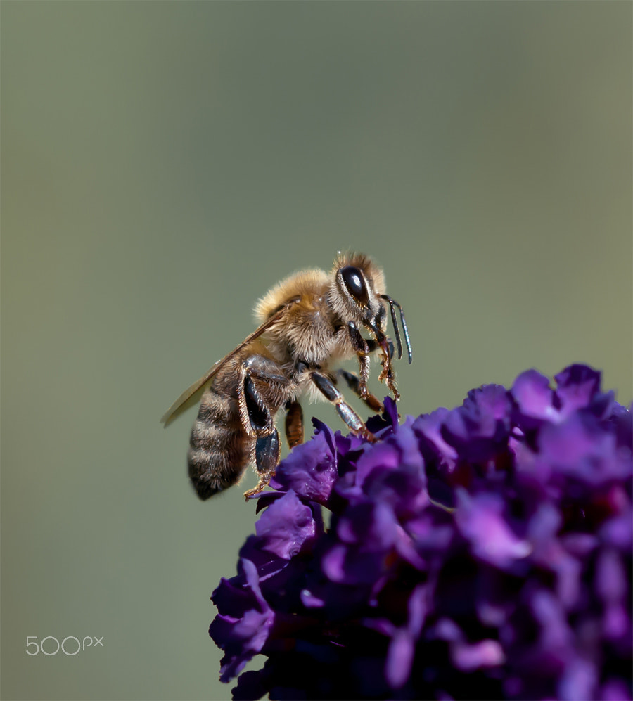 Sigma 150mm F2.8 EX DG Macro HSM sample photo. Bij op bloem photography