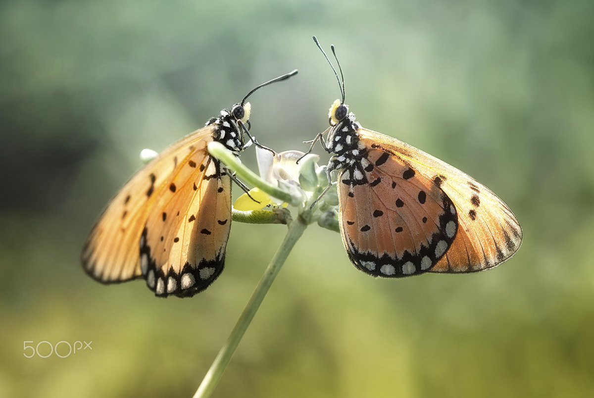 Canon EF 100mm F2.8 Macro USM sample photo. Together forever photography