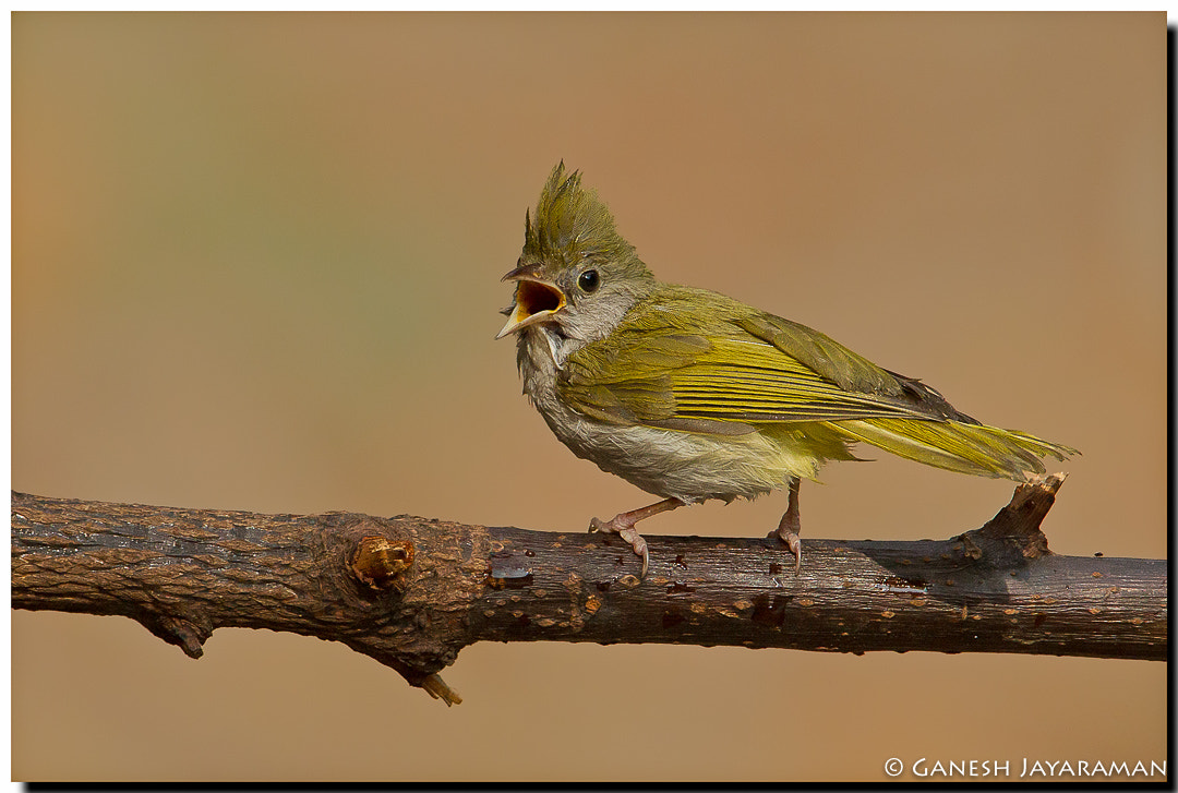Canon EF 500mm F4L IS USM sample photo. White-bellied erpornis (erpornis zantholeuca) photography