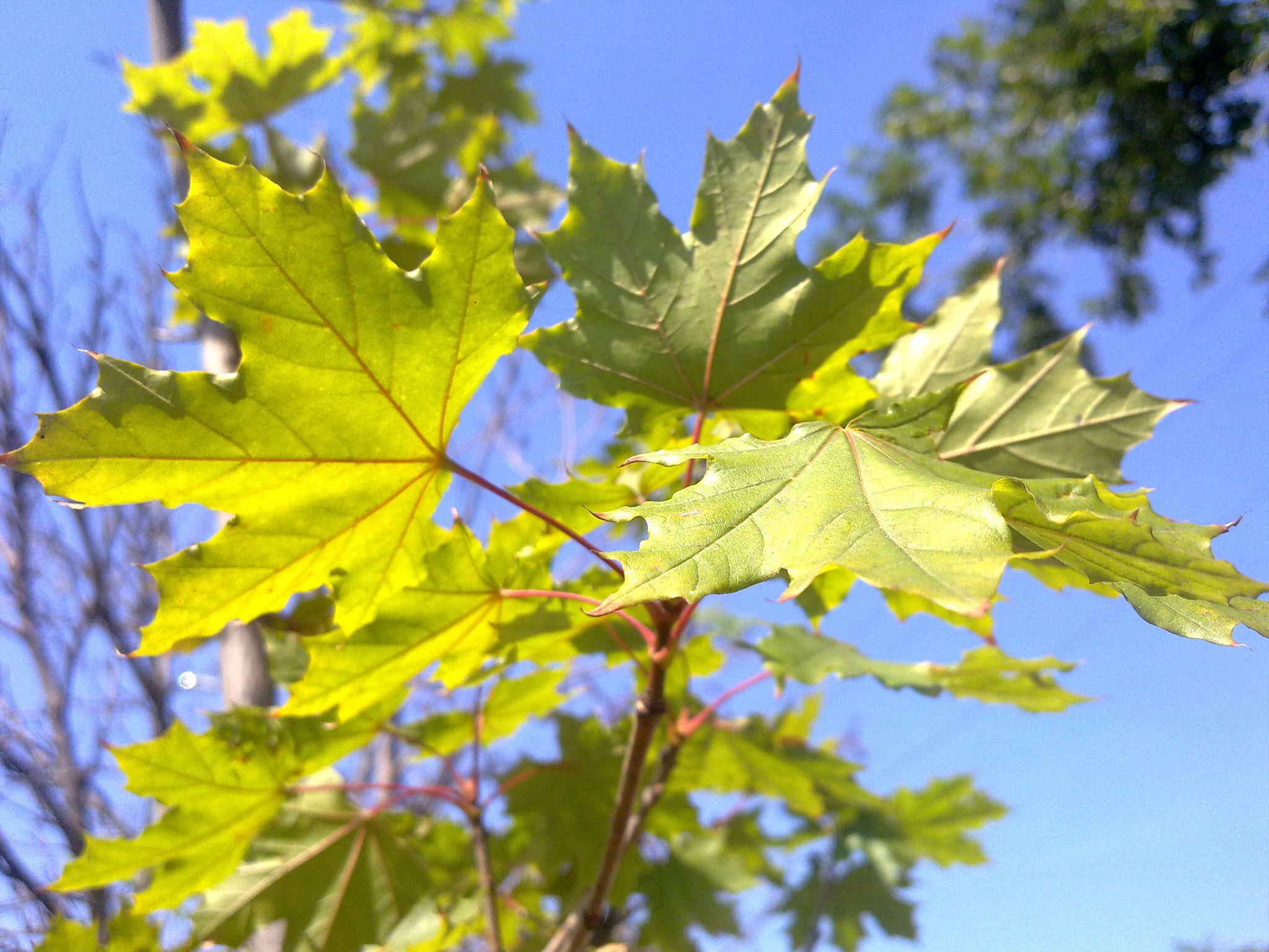 Nokia N97 sample photo. Summer leaves photography