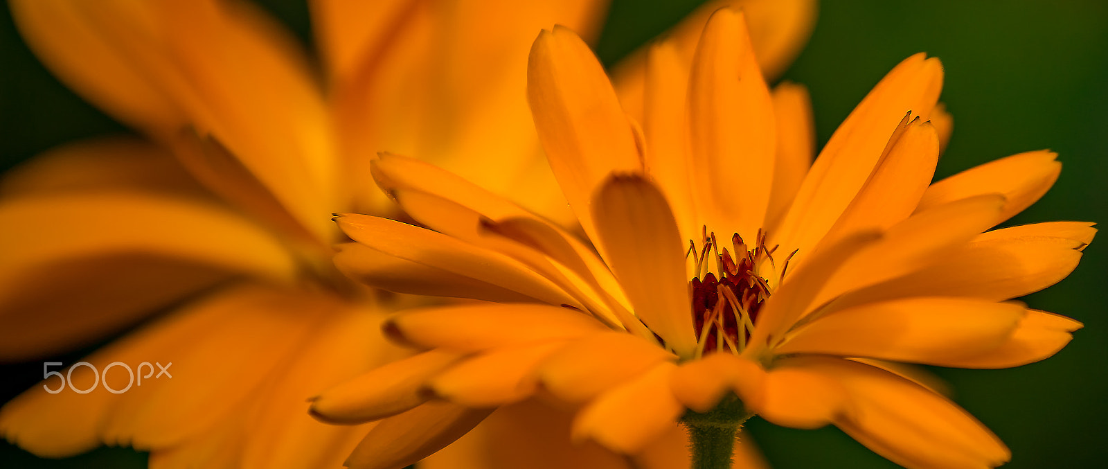 Canon EF-S 55-250mm F4-5.6 IS sample photo. Yellooww photography