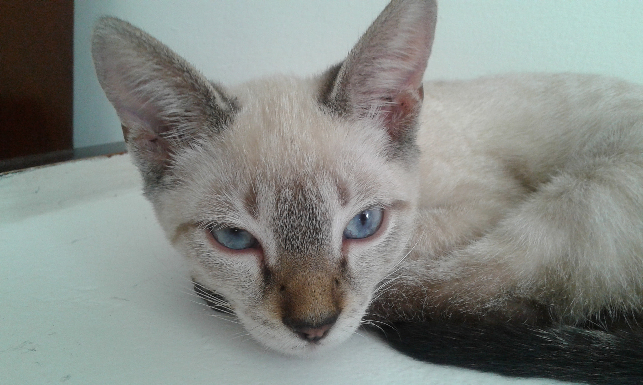 Samsung Galaxy Core2 sample photo. 20150808_121158.jpg photography