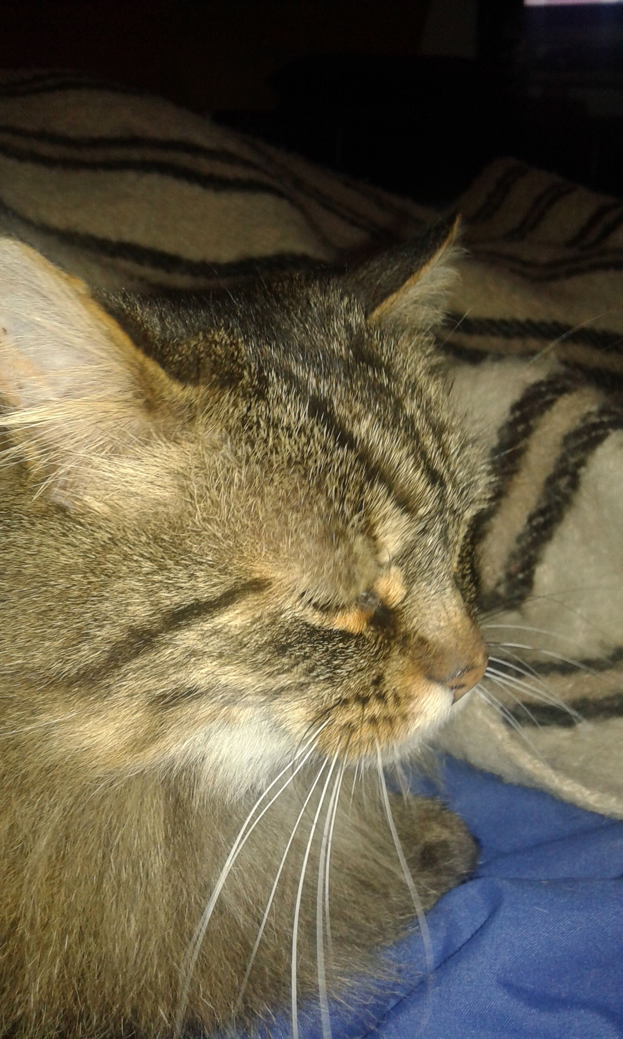 Samsung Galaxy Core2 sample photo. 20160517_212719.jpg photography
