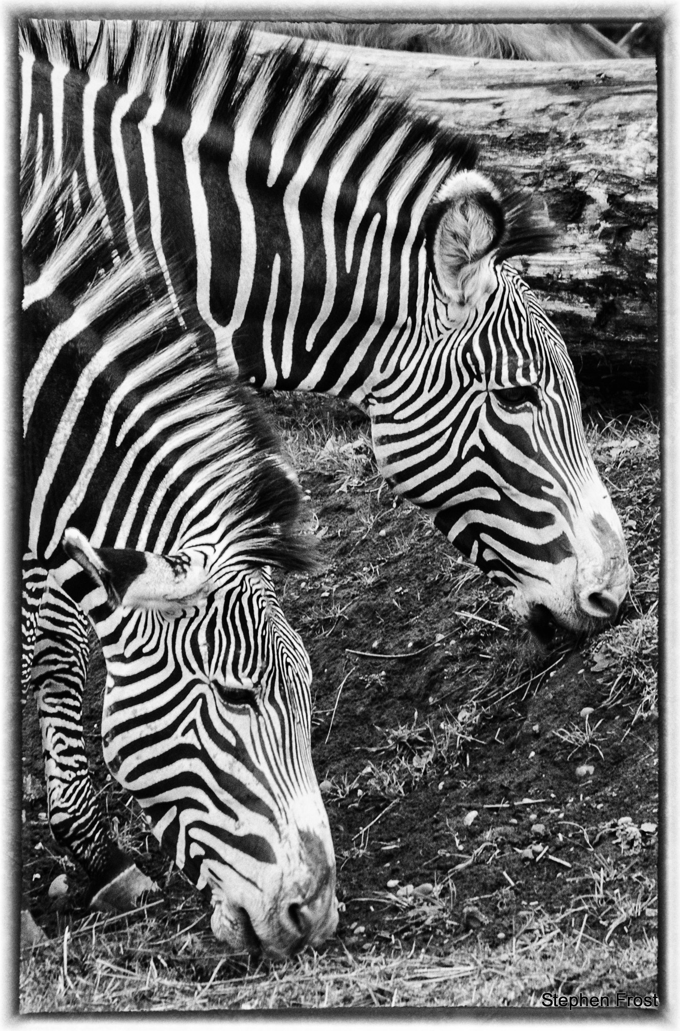 Olympus PEN E-PL5 + Olympus Zuiko Digital ED 70-300mm F4.0-5.6 sample photo. Seeing double : pair of zebras @ yorkshire wildlife park , doncaster uk photography