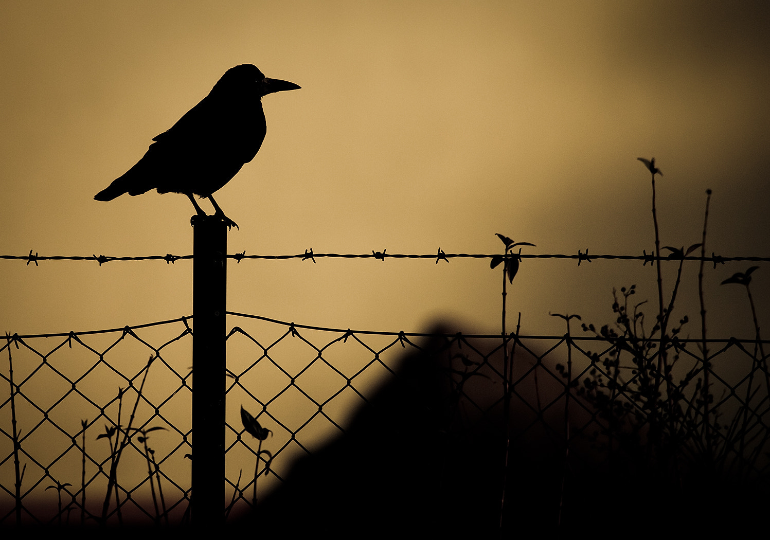 Canon EF 100-400mm F4.5-5.6L IS USM sample photo. Raven photography