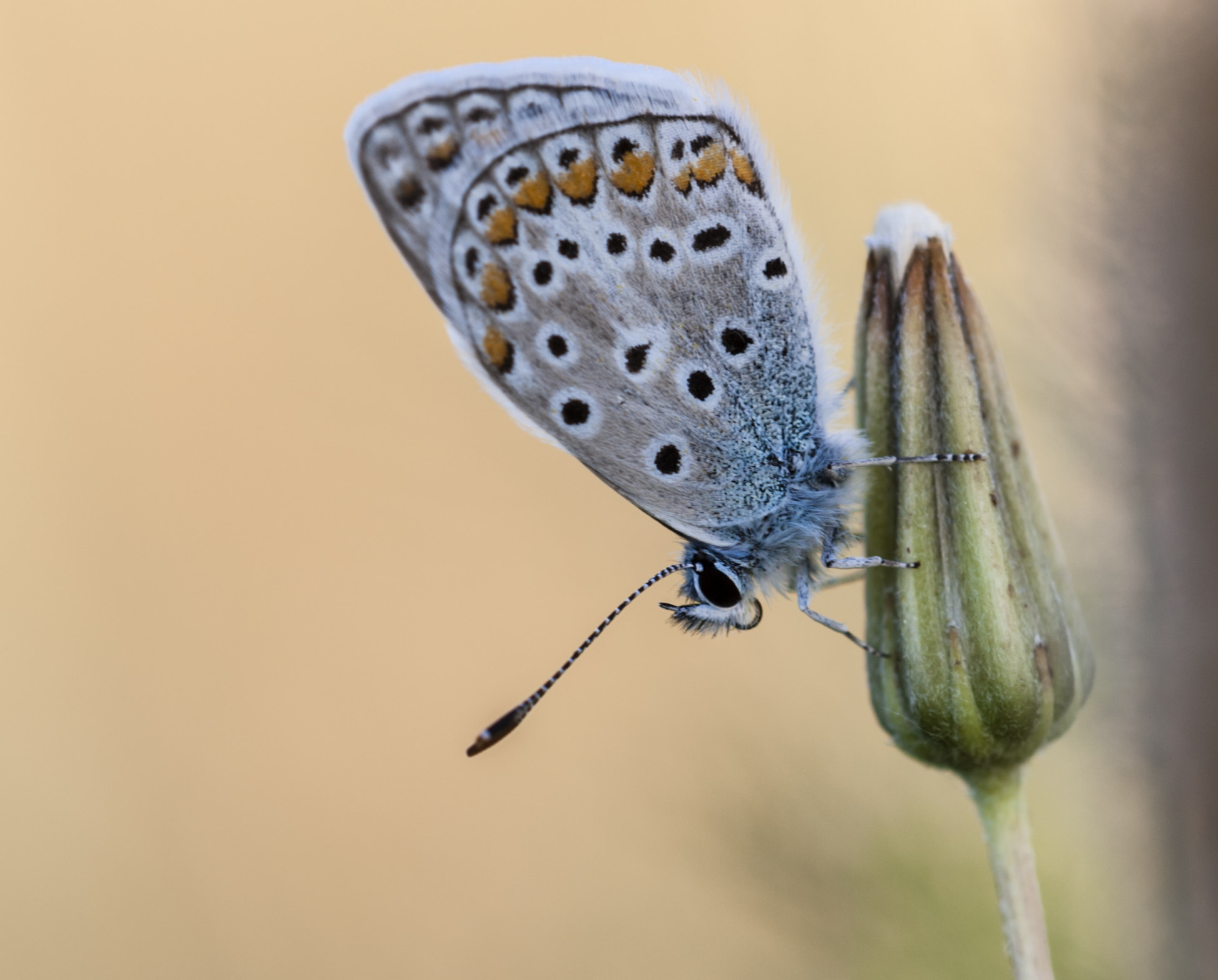 Sigma APO Macro 180mm F3.5 EX DG HSM sample photo. Mariposilla photography