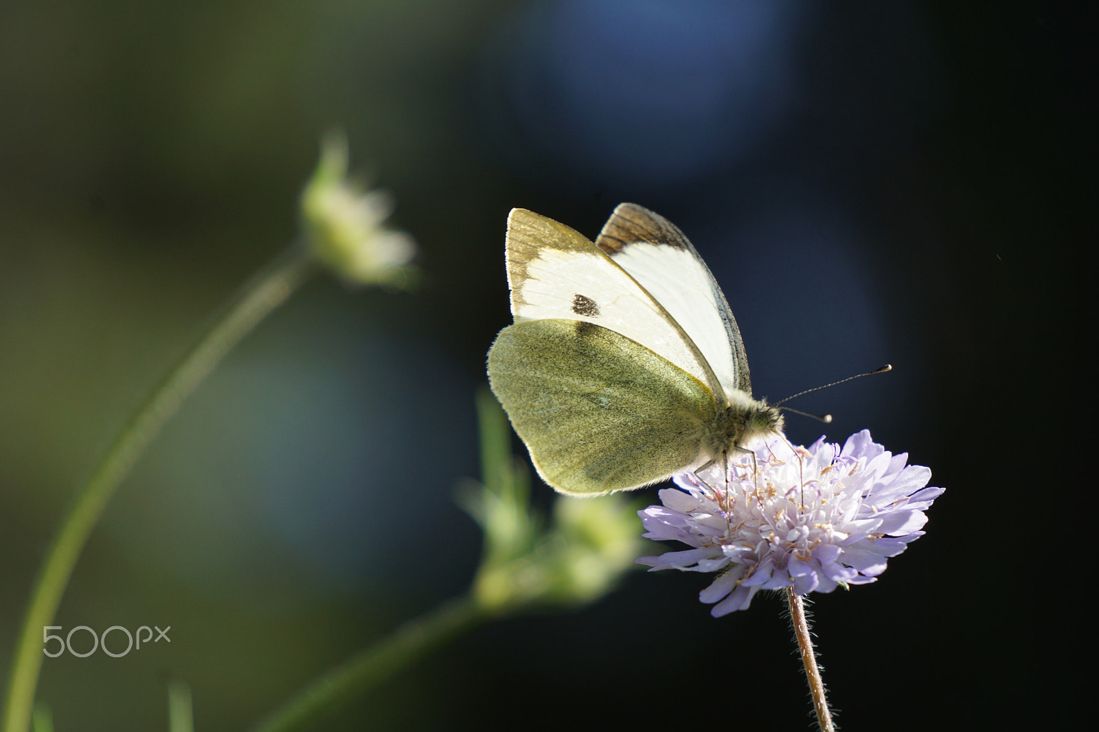 Sony a5100 + Sony E 55-210mm F4.5-6.3 OSS sample photo. White butterfly on wildflower photography