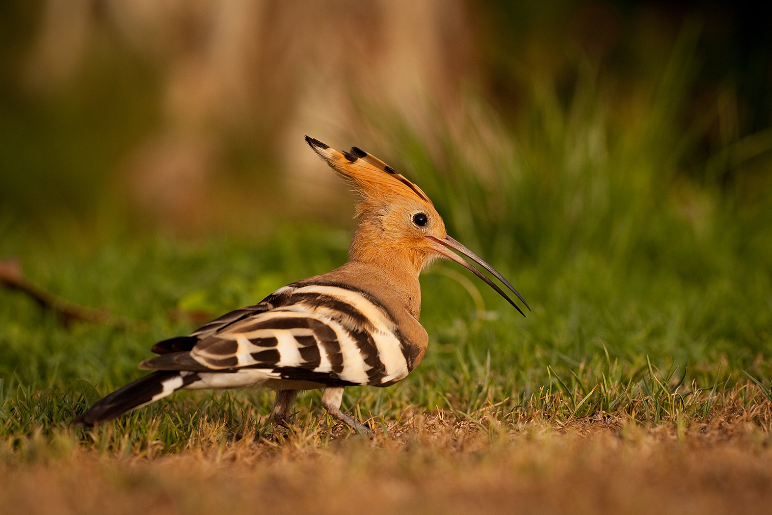 Sigma APO Macro 150mm f/2.8 EX DG HSM sample photo. Hoopoe photography