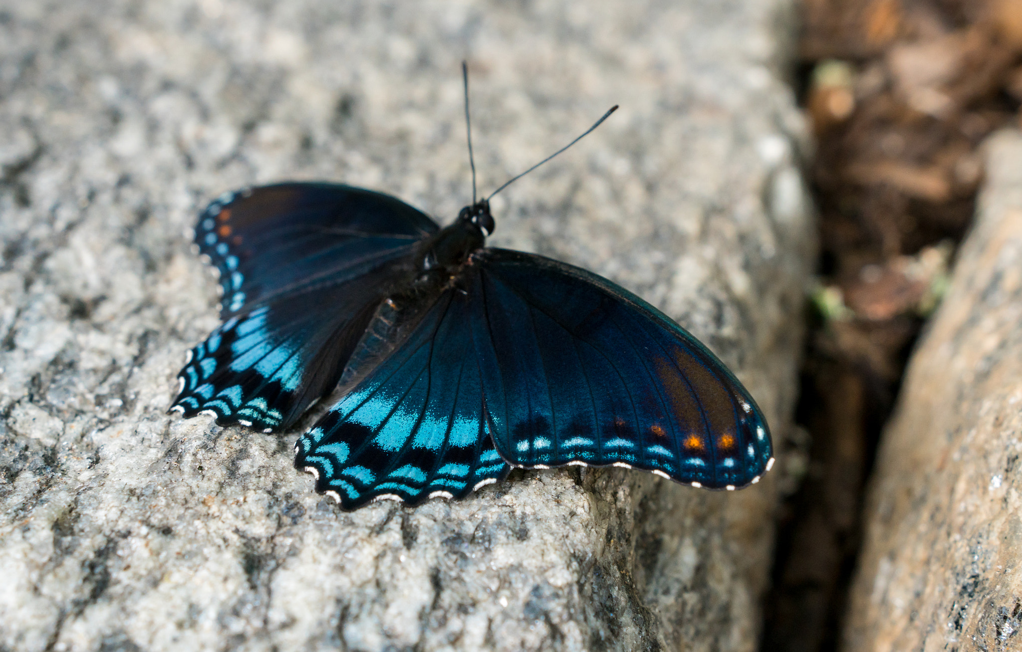 Sony a6300 + 18-35mm F1.8 DC HSM | Art 013 sample photo. Blue photography
