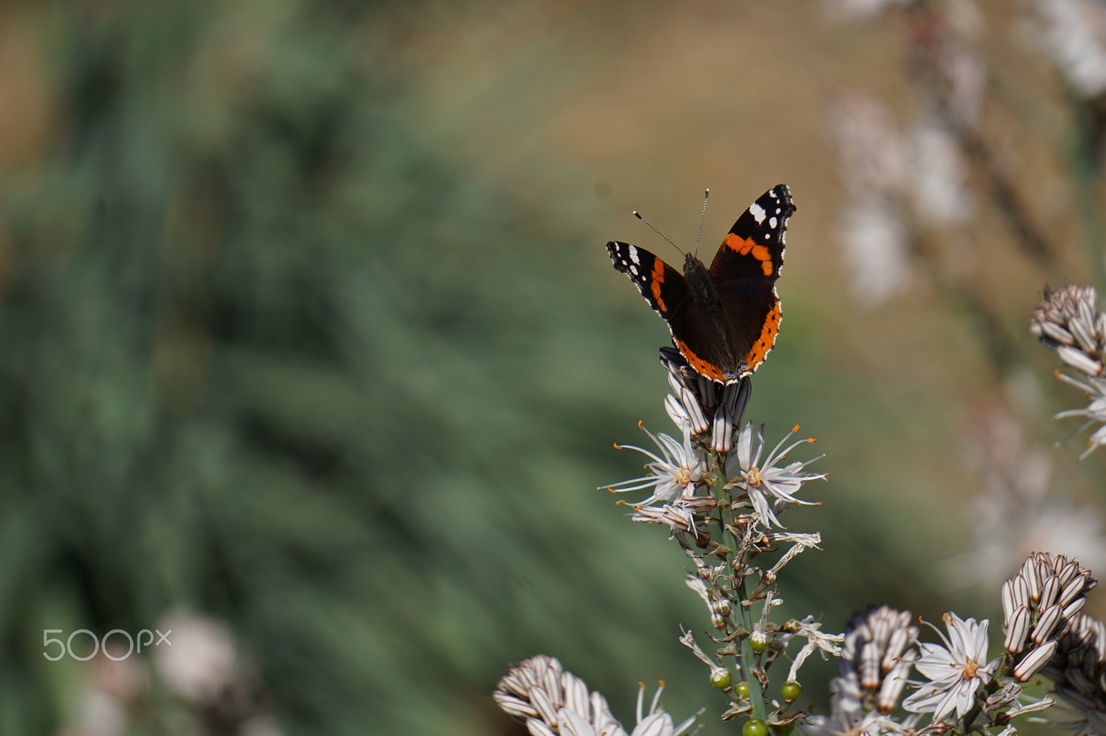 Sony a5100 + Sony E 55-210mm F4.5-6.3 OSS sample photo. Vanessa butterfly ready for take-off photography