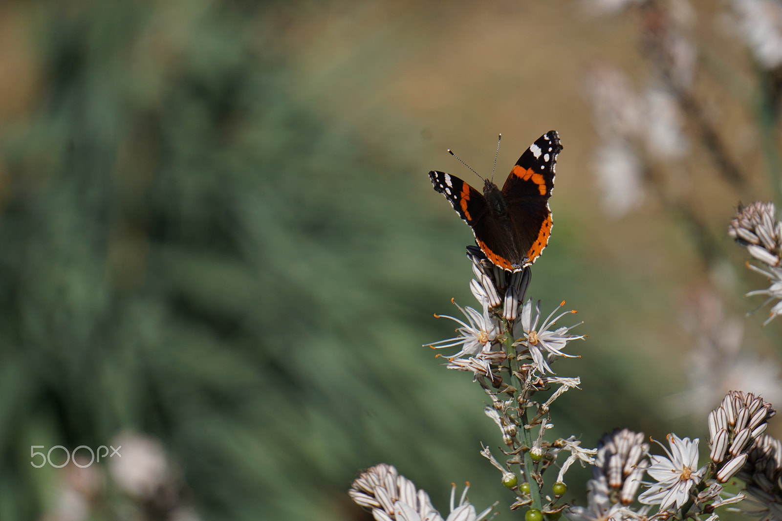 Sony E 55-210mm F4.5-6.3 OSS sample photo. Vanessa butterfly ready for take-off photography