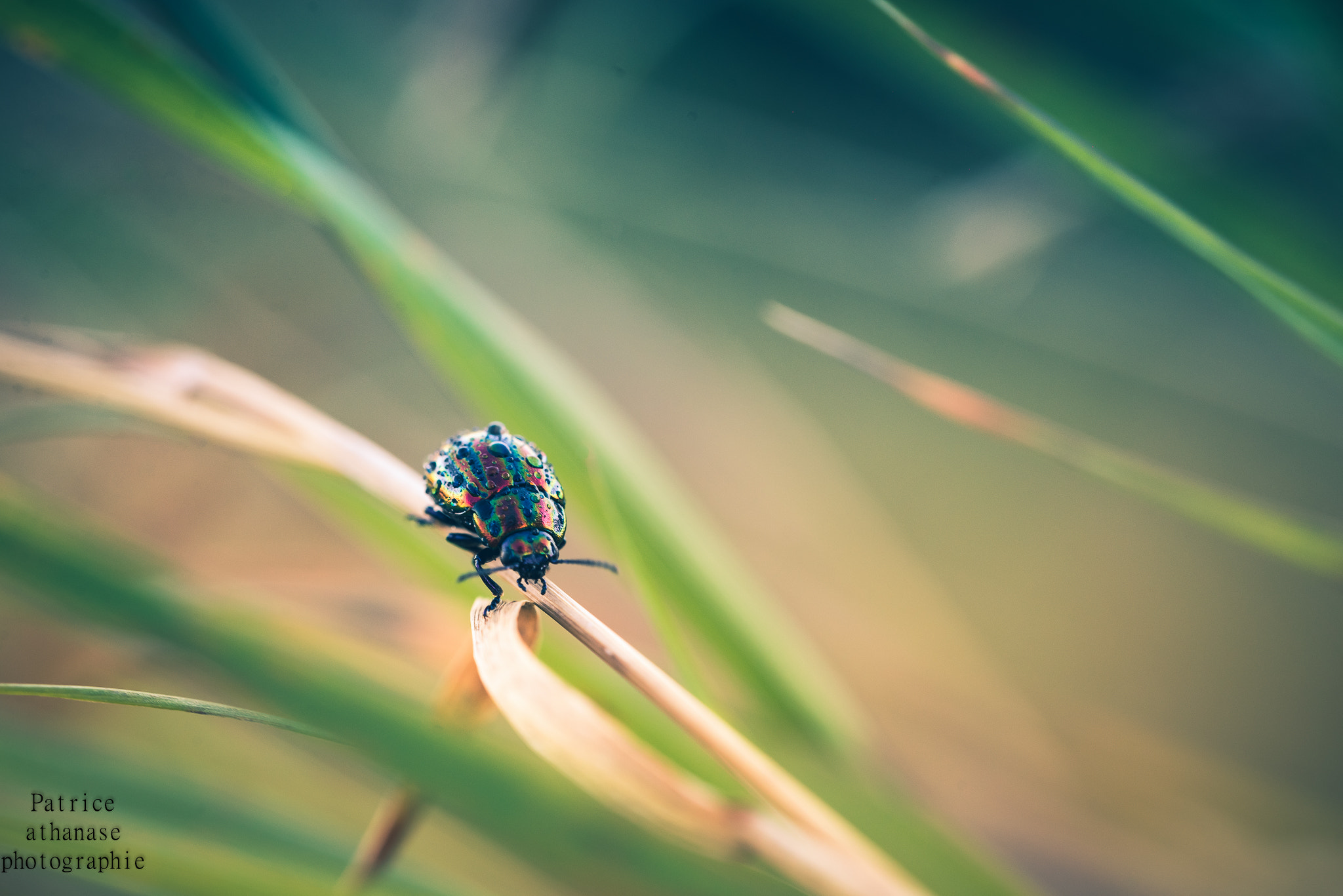 Sigma 150mm F2.8 EX DG OS Macro HSM sample photo. Funambule wet photography