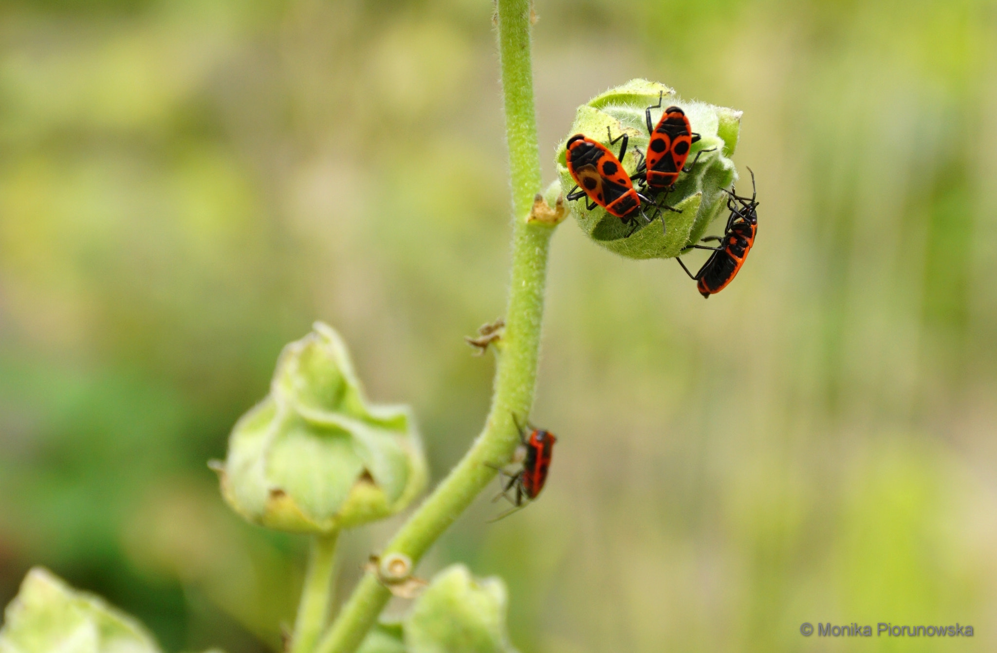 Sony DT 18-200mm F3.5-6.3 sample photo. Friends photography