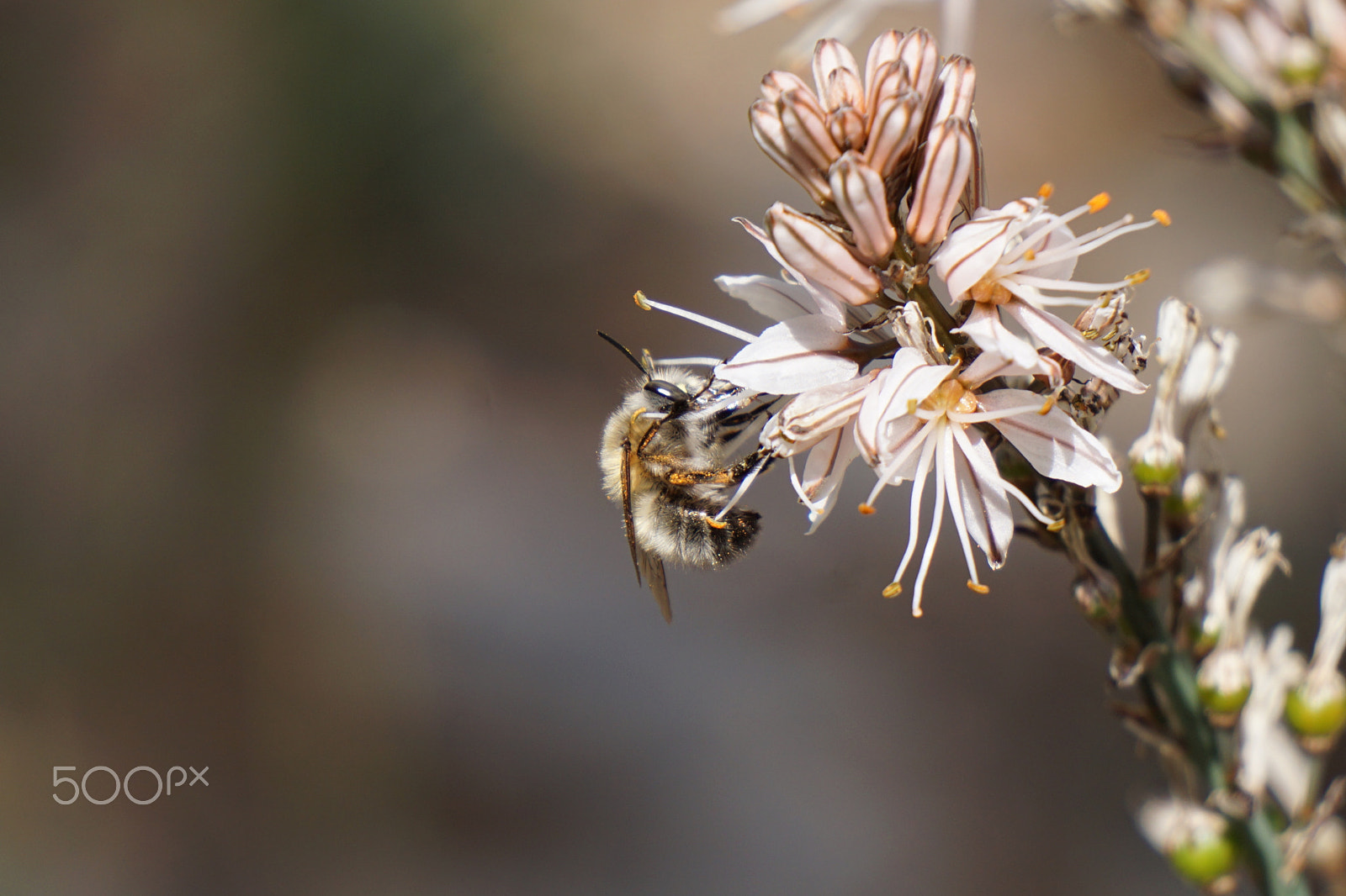 Sony E 55-210mm F4.5-6.3 OSS sample photo. Bee on a wildflower photography