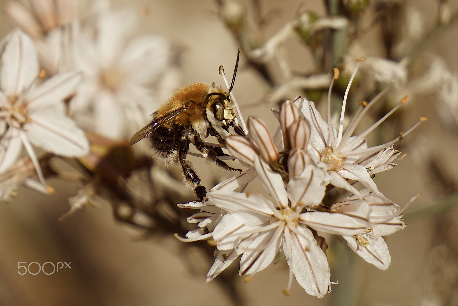Sony a5100 + Sony E 55-210mm F4.5-6.3 OSS sample photo. Bumble bee feasting photography