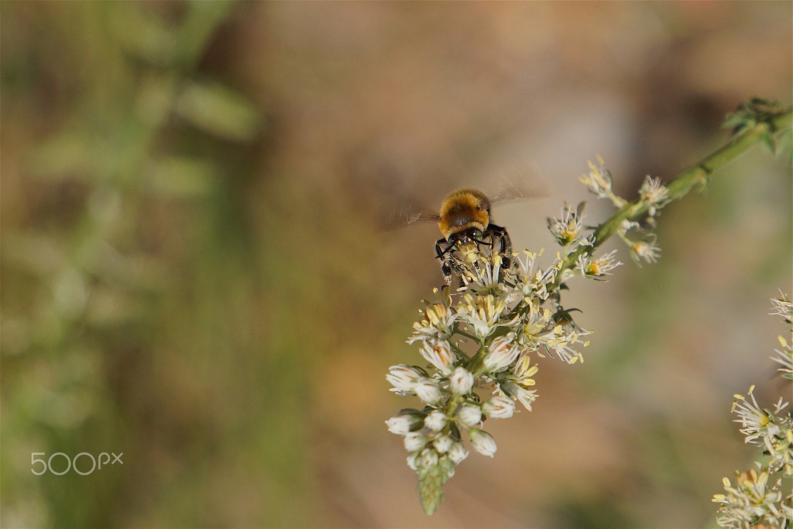 Sony E 55-210mm F4.5-6.3 OSS sample photo. Bee approach photography