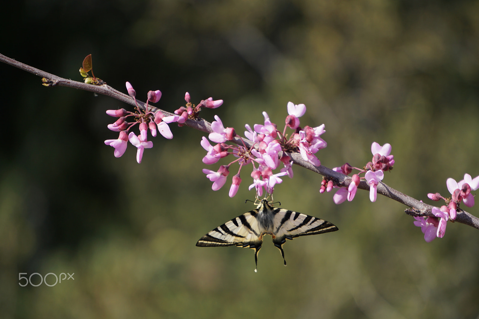 Sony E 55-210mm F4.5-6.3 OSS sample photo. Swallowtail hanging off a judas tree branch photography
