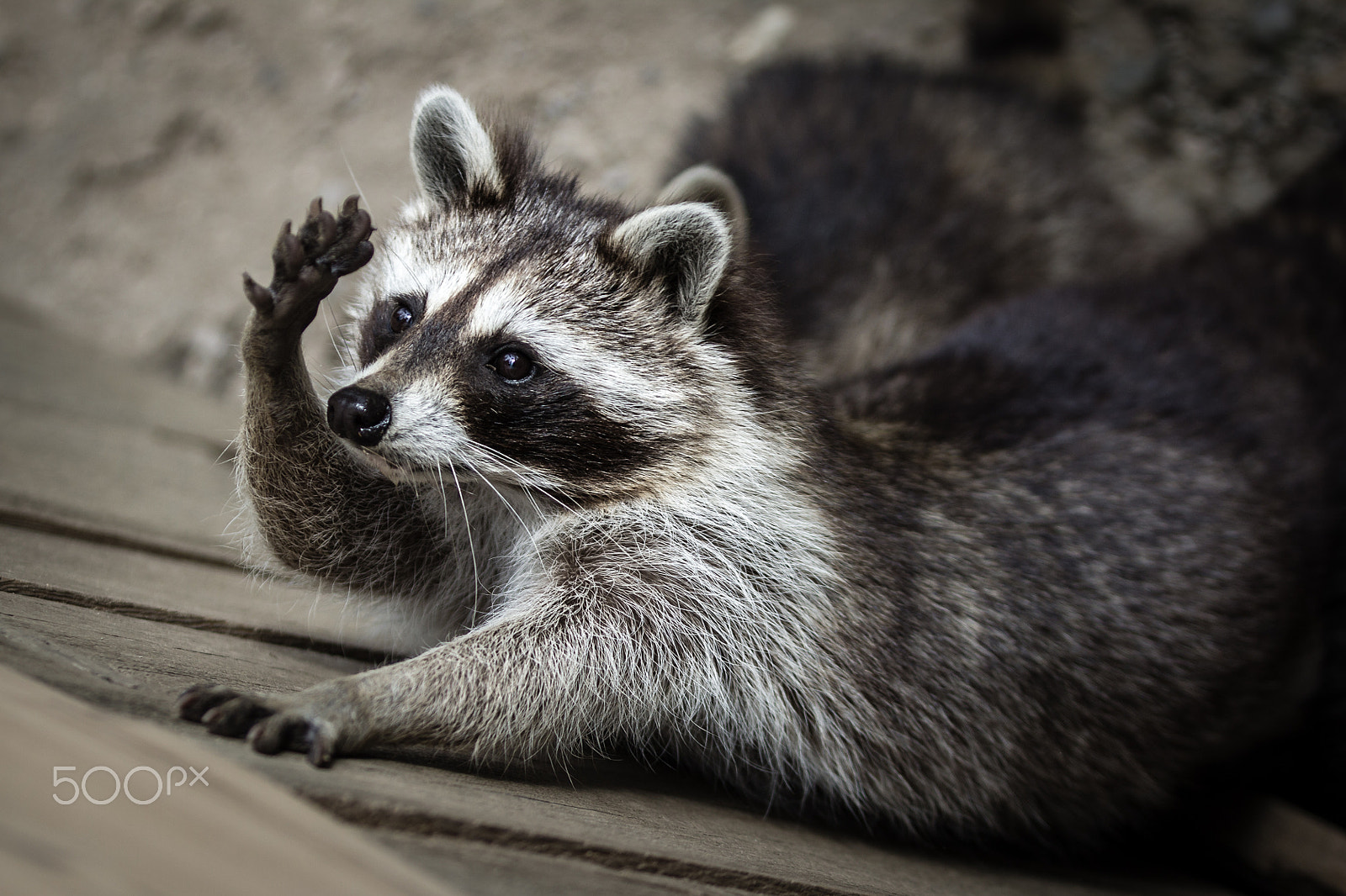 Canon EF 70-200mm F2.8L IS II USM sample photo. Greeting raccoon photography