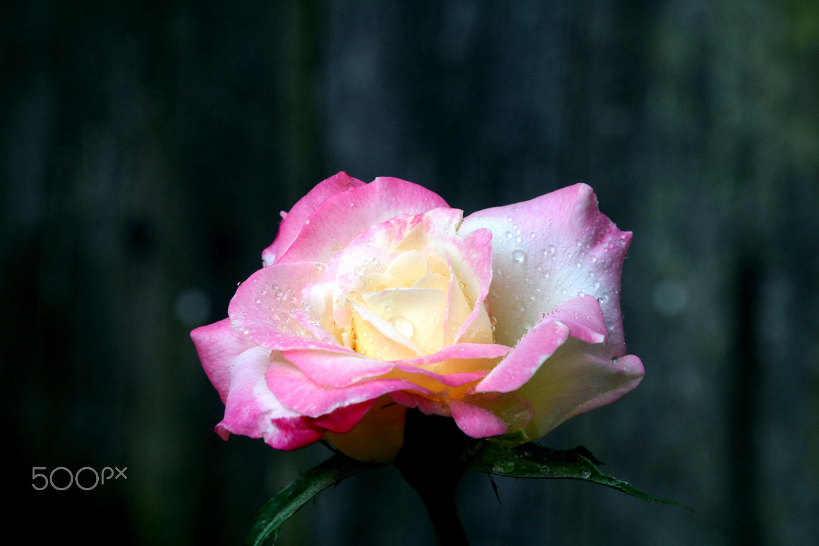 Canon EOS 760D (EOS Rebel T6s / EOS 8000D) sample photo. Double delight in bloom photography