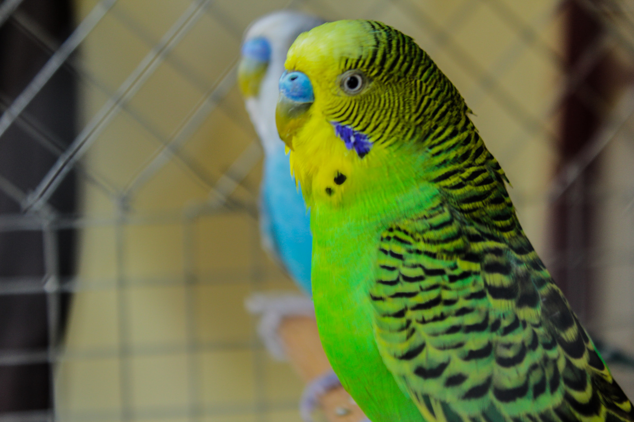 Canon EF-S 18-55mm F3.5-5.6 III sample photo. Love birds photography