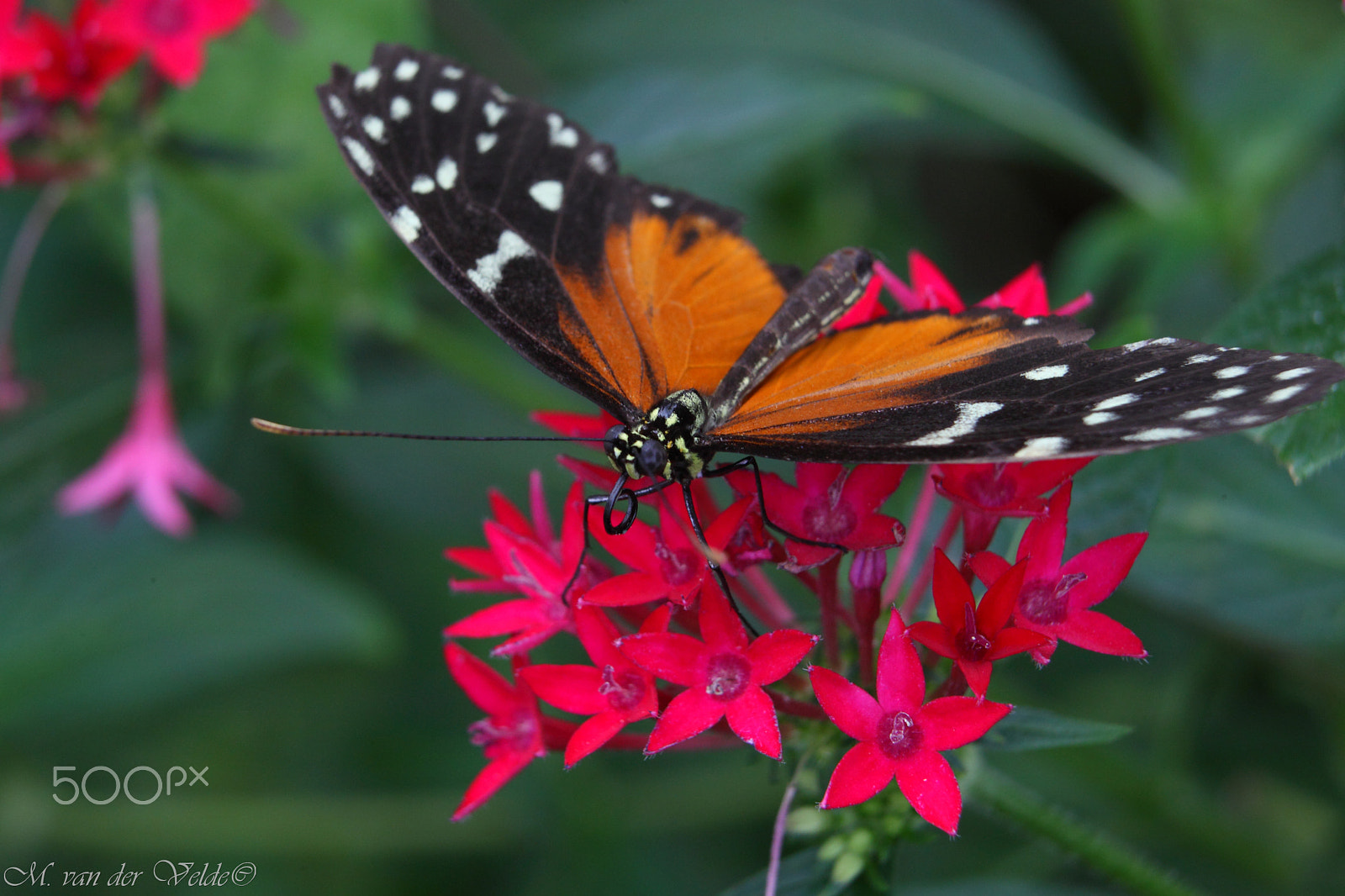 Canon EOS 5D Mark II + Canon EF 35-350mm F3.5-5.6L USM sample photo. The national colors butterfly photography