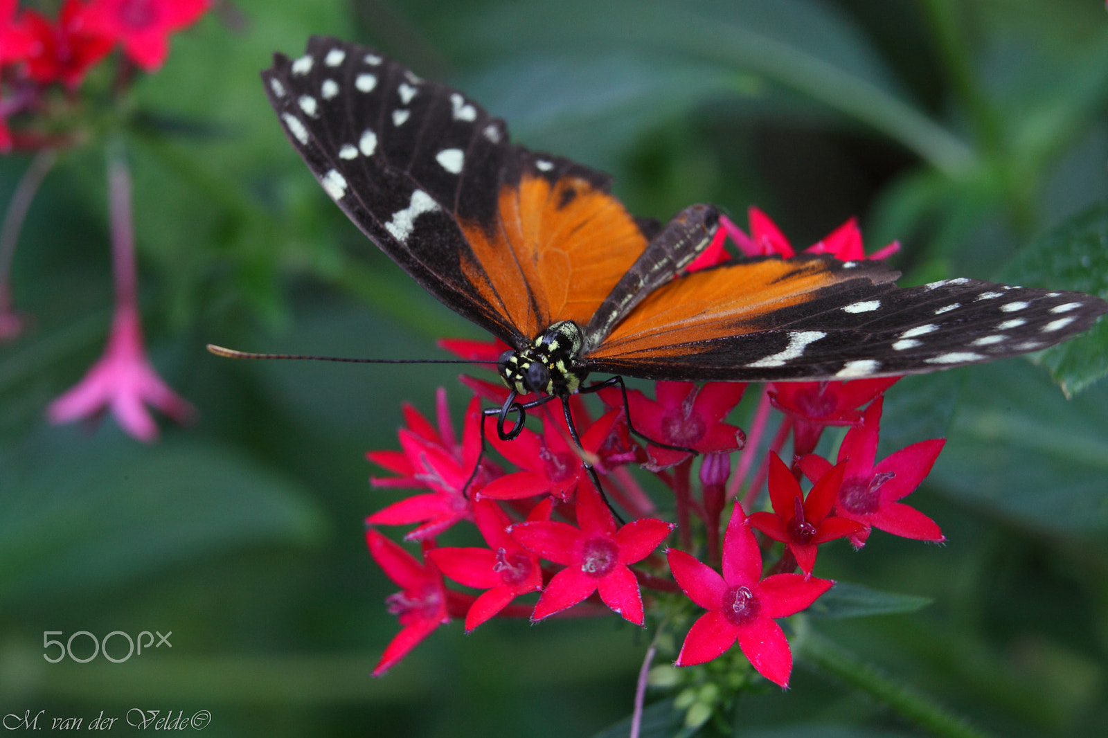 Canon EF 35-350mm F3.5-5.6L USM sample photo. The national colors butterfly photography